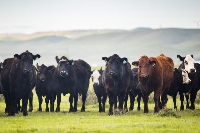 Cattle produce large volumes of methane, which remains in the atmosphere for about 12 years. But the effects of carbon dioxide last for millennia