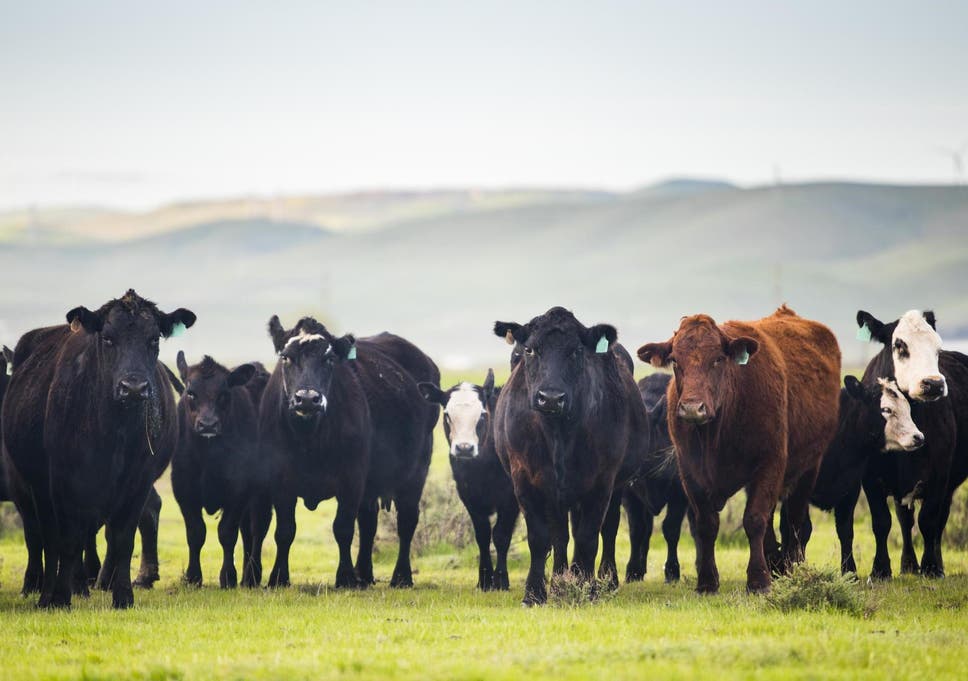 Cattle produce large volumes of methane, which remains in the atmosphere for about 12 years. But the effects of carbon dioxide last for millennia