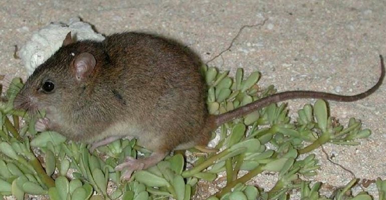 RIP Bramble: Authorities in Queensland determined the Bramble Cay melomys was extinct in 2016, and the Australian government has now officially recognised its eradication