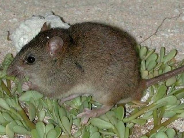 The melomys lived on one low-lying island in the Torres Strait between Queensland and Papua New Guinea