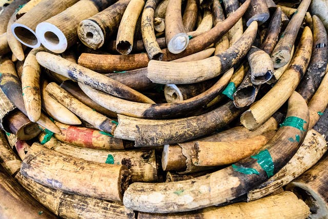 Ivory elephant tusks displayed during a press conference in Hong Kong on 1 February 2019. Ivory is another leading import in criminal wildlife trade
