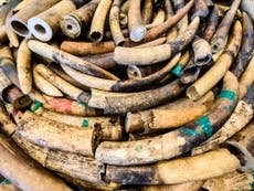Can tech-savvy tools take down illegal wildlife trafficking?