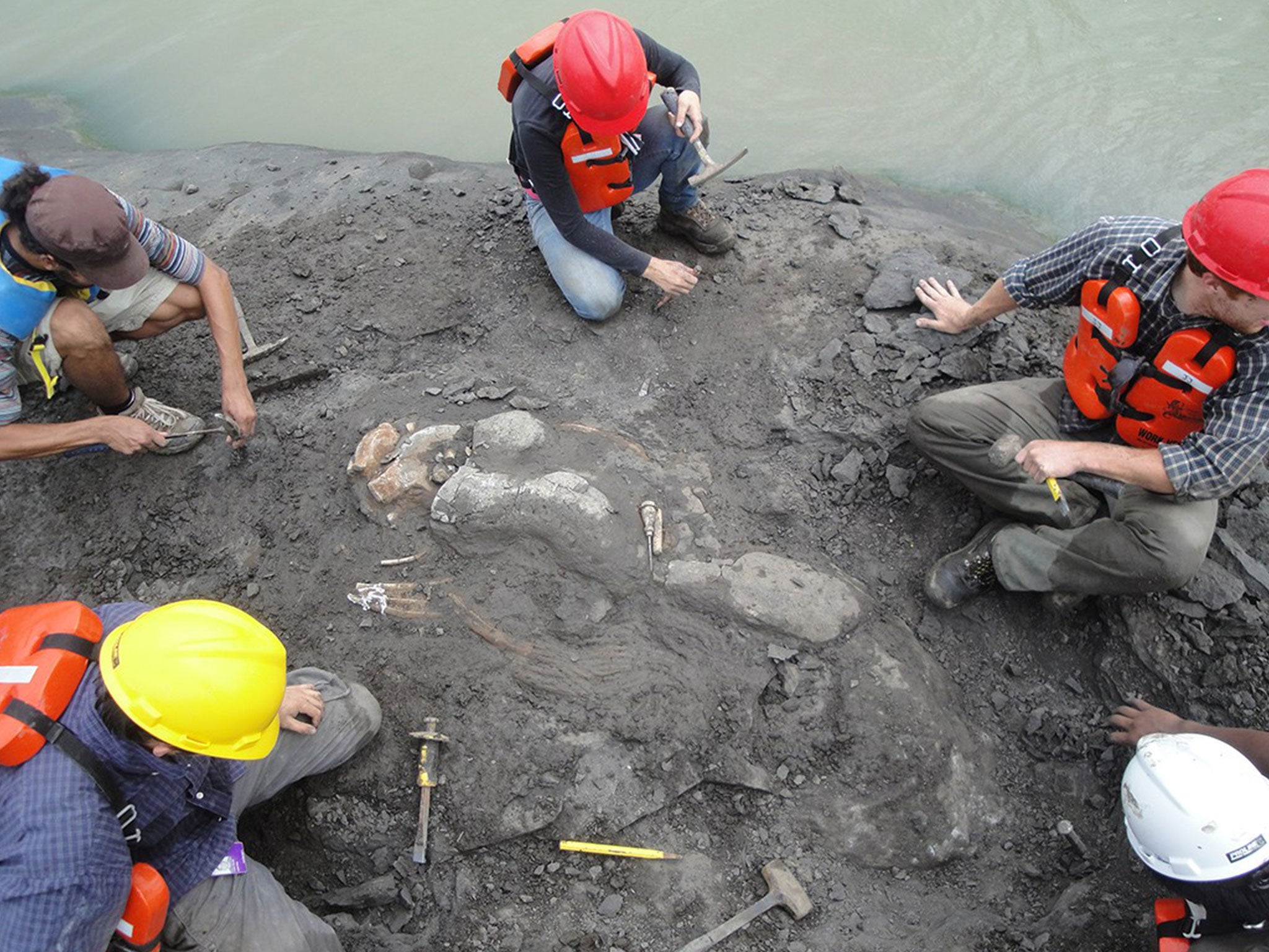 Researchers conducting fieldwork on the banks of the Panama Canal unearthed the new species of sea cow