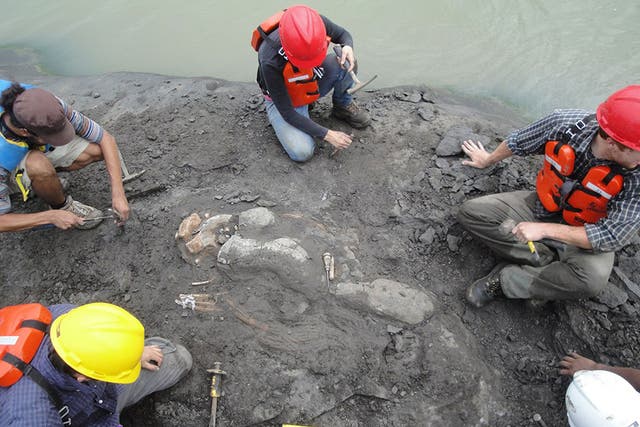 Researchers conducting fieldwork on the banks of the Panama Canal unearthed the new species of sea cow