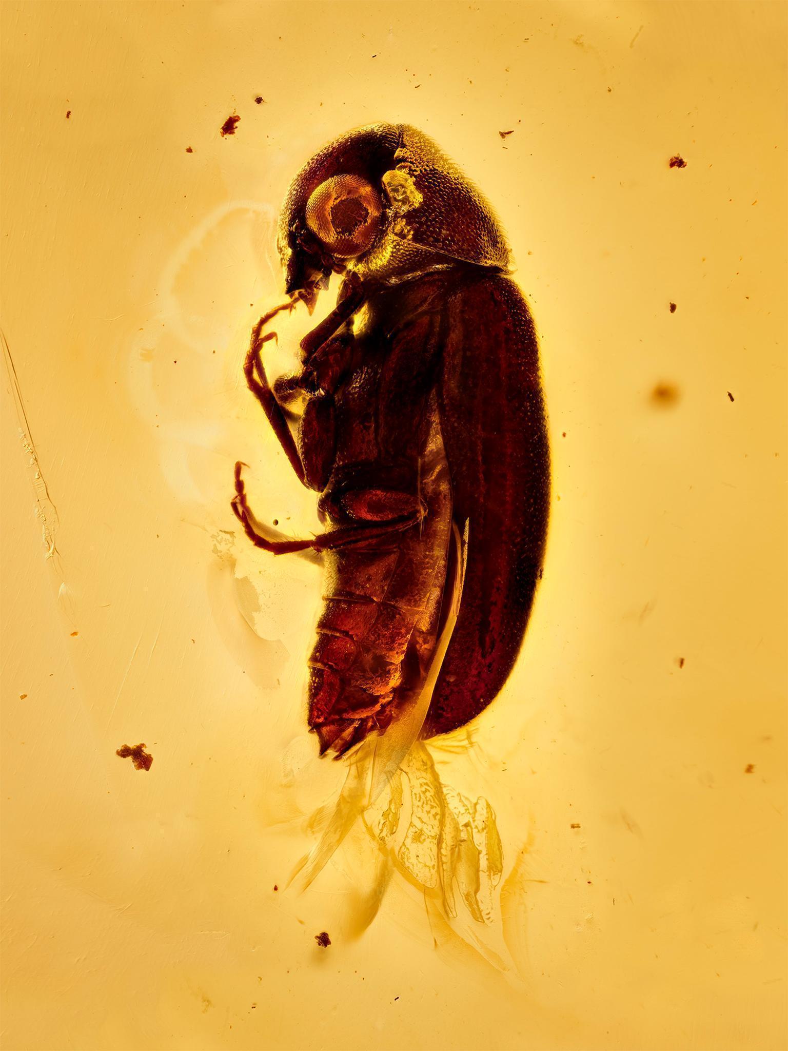 This spider beetle preserved in amber dates from 40-45 million years ago and was discovered in the Baltics