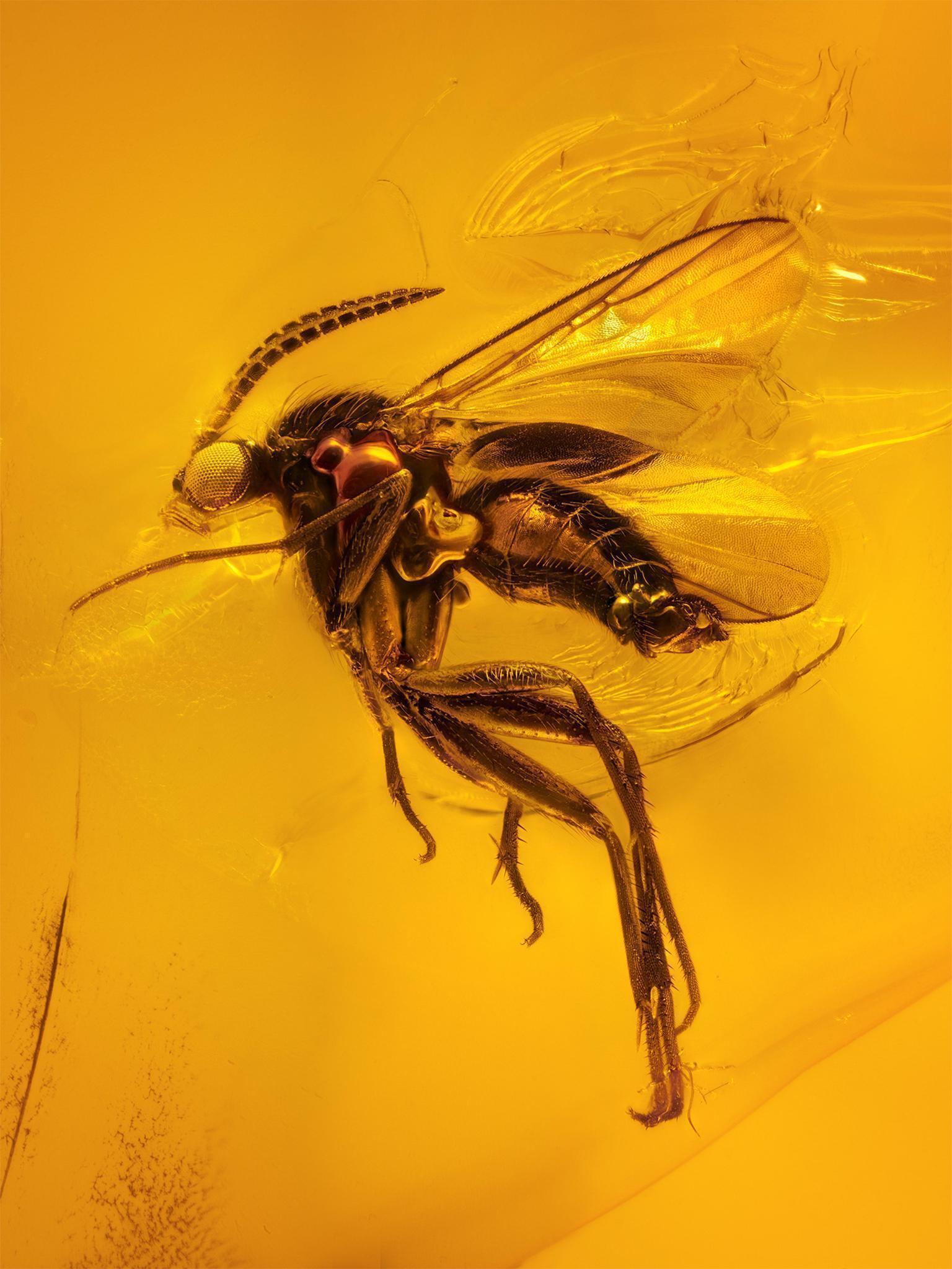 This fungus gnat preserved in amber dates from 40-45 million years ago and was discovered in the Baltics