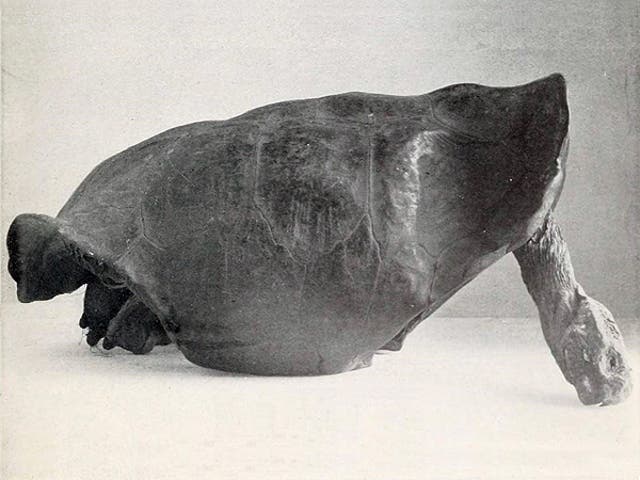The last Fernandina tortoise ever seen until this week was collected from the Galapagos in 1906, photographed above in 1914