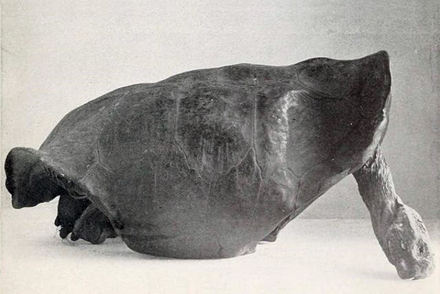 The last Fernandina tortoise ever seen until this week was collected from the Galapagos in 1906, photographed above in 1914