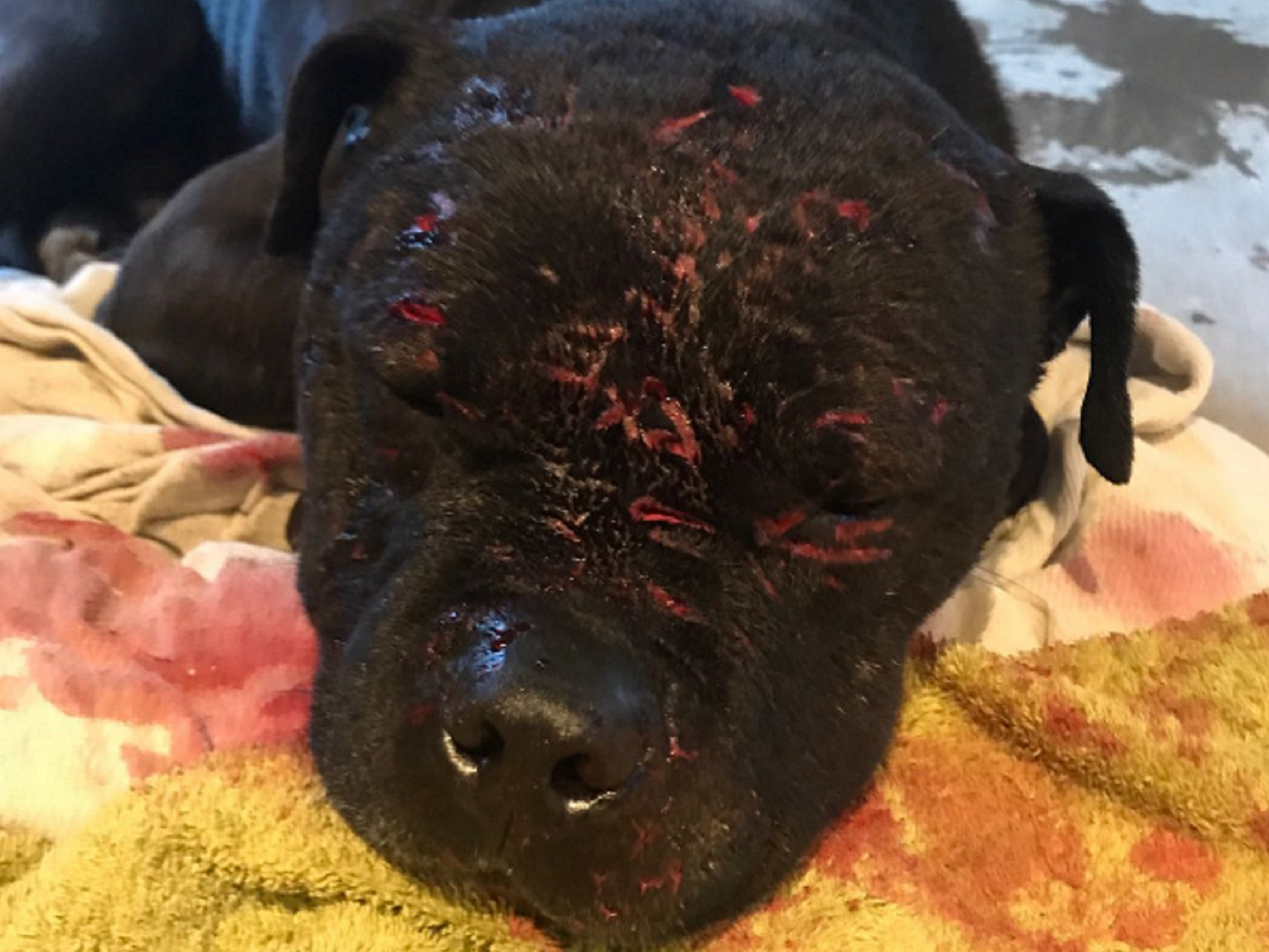 A dog fighting gang which tried to breed the "ultimate dog" has been convicted after a police and RSPCA raid discovered eight dogs, some with horrible injuries. Bull terrier Baddy (pictured) had severe puncture wounds on his head after he was forced to fight.