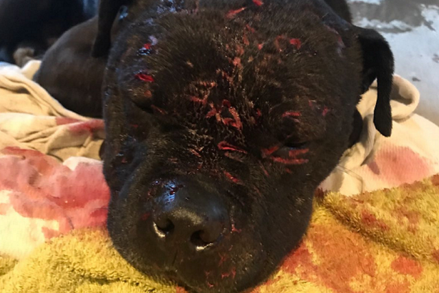 A dog fighting gang which tried to breed the "ultimate dog" has been convicted after a police and RSPCA raid discovered eight dogs, some with horrible injuries. Bull terrier Baddy (pictured) had severe puncture wounds on his head after he was forced to fight.