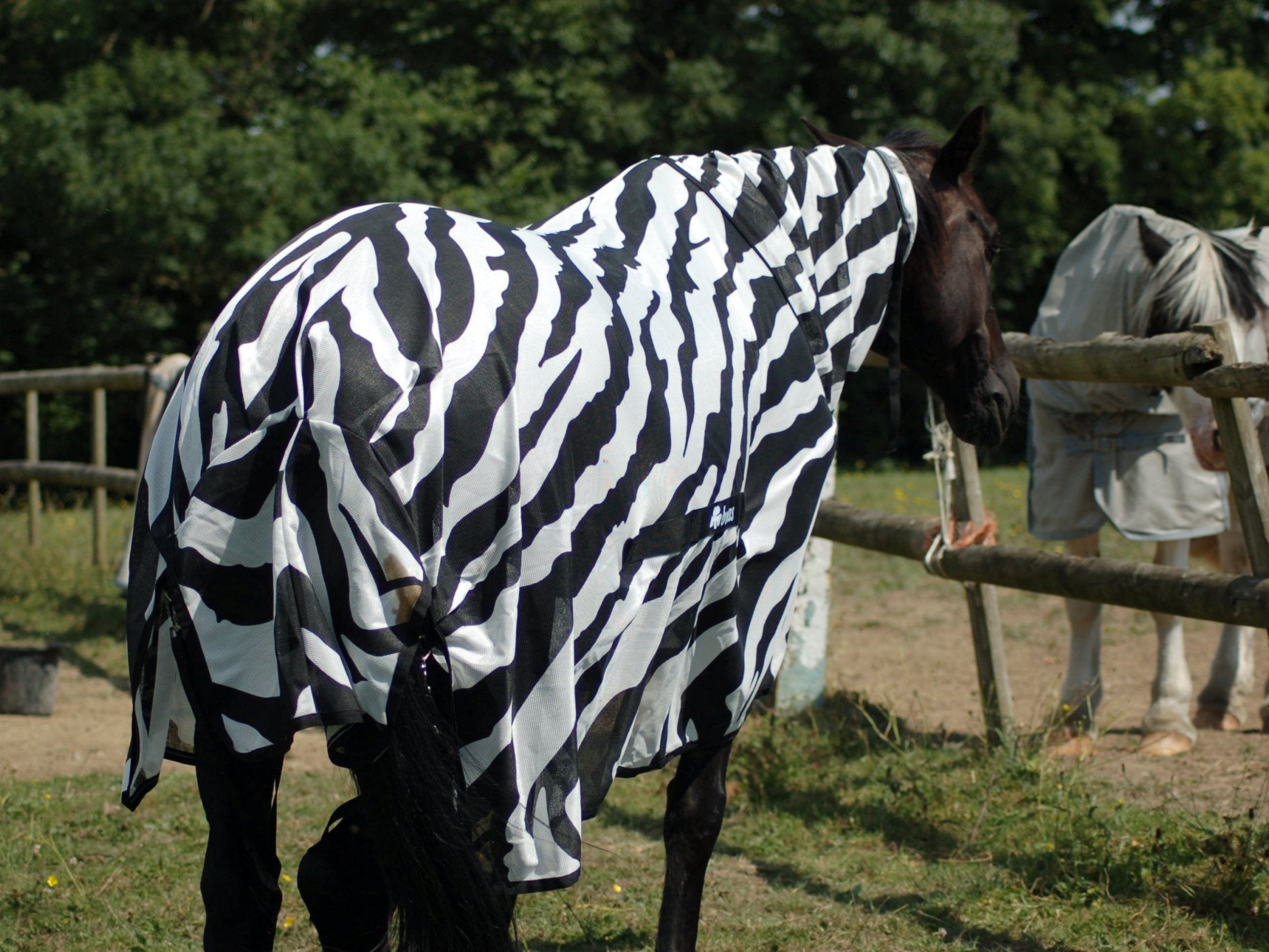 Scientists tested their theory by putting striped coats on horses to mimic the patterns found on zebras