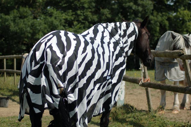 Scientists tested their theory by putting striped coats on horses to mimic the patterns found on zebras