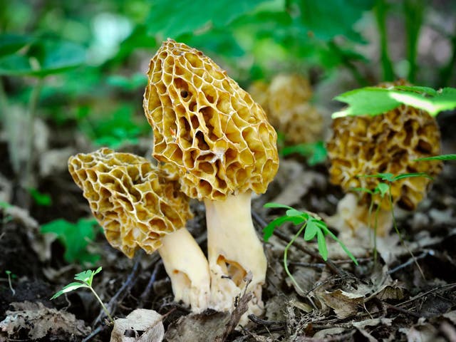 True morels can be mistaken for other mushrooms