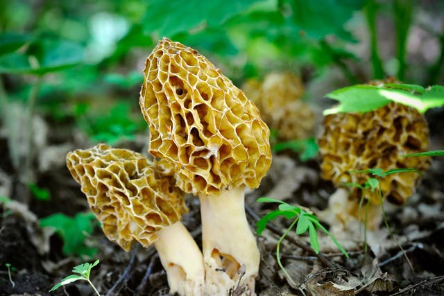 True morels can be mistaken for other mushrooms