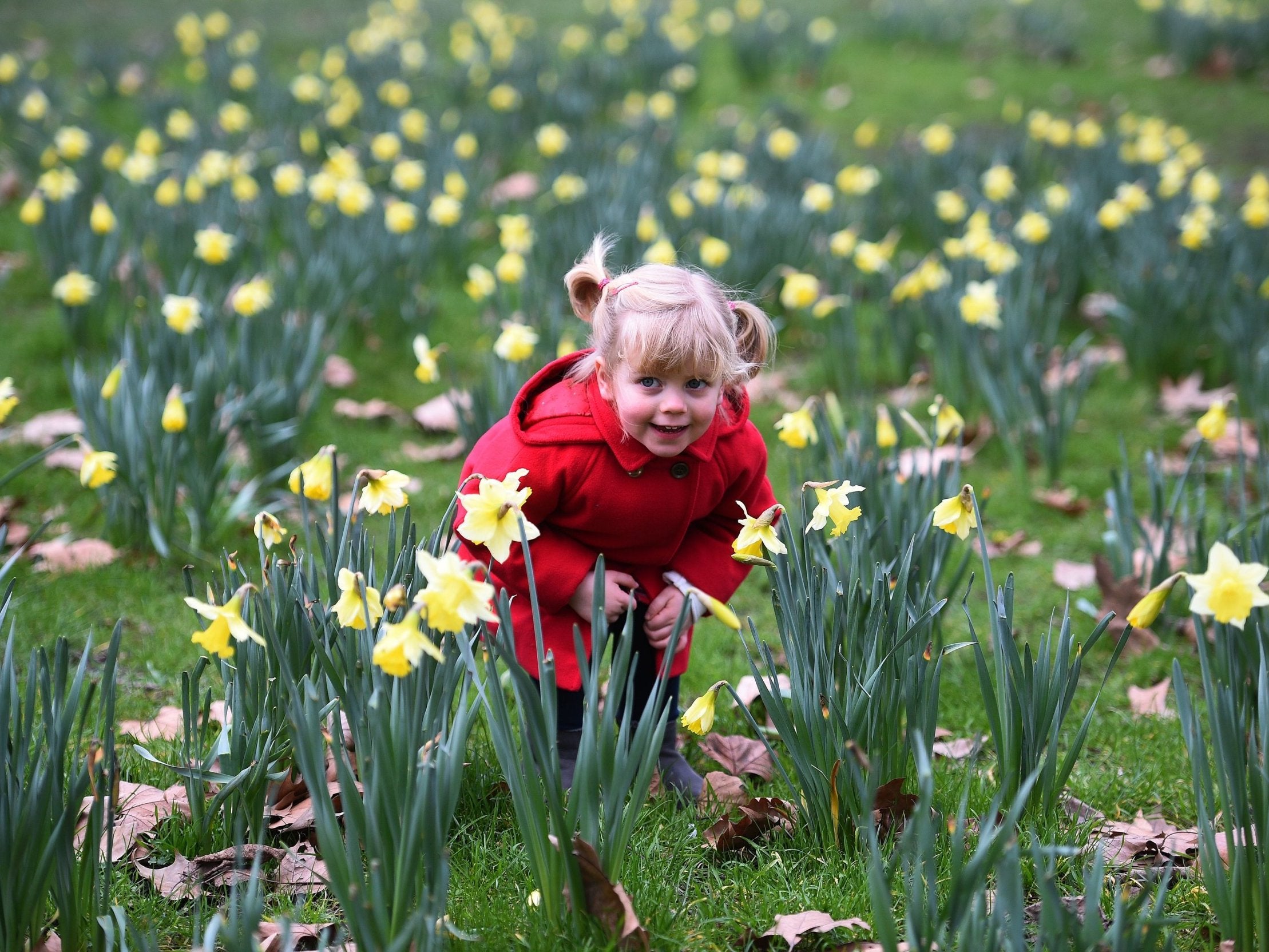 Florence O'Sullivan, three, plays in the daffodils in Green Park, London, on 20 February 2019.