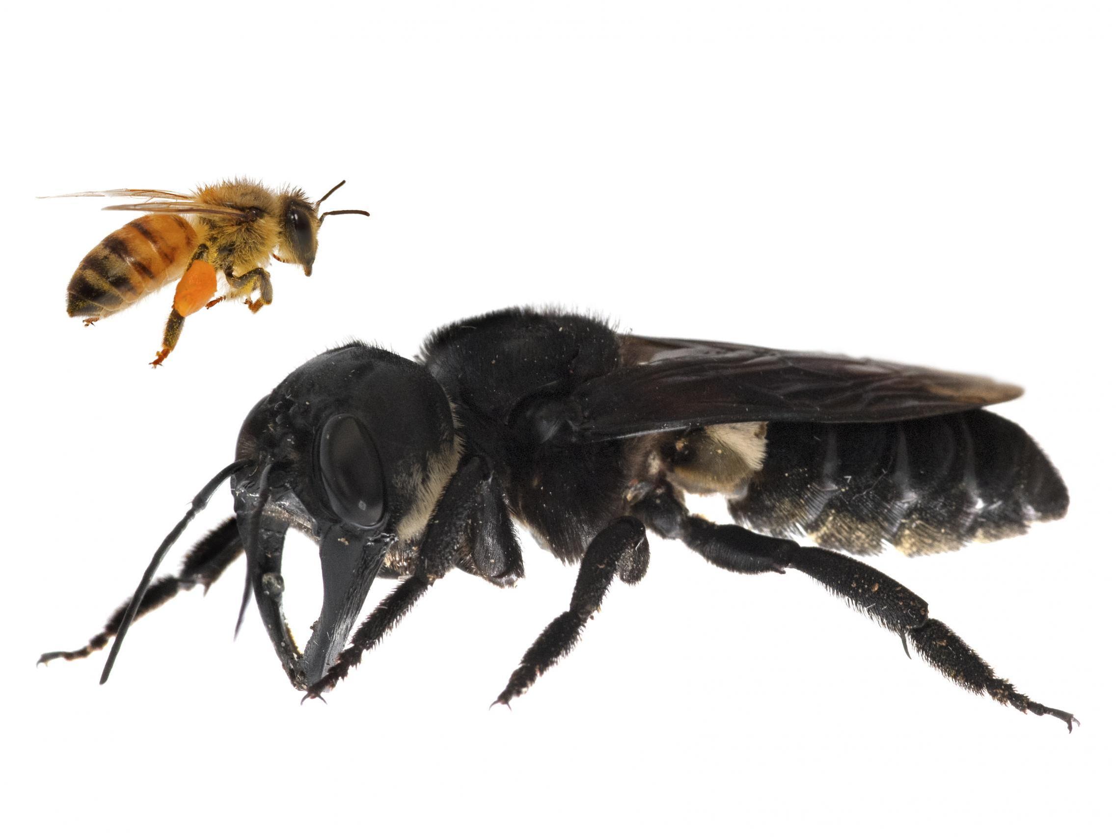 Wallace’s giant bee is four times the size of honeybee