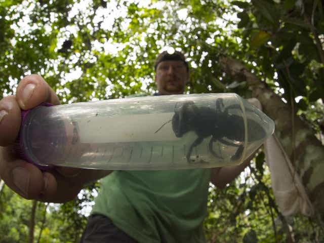 Entomologist Eli Wyman holds a rediscovered Wallace’s giant bee in Indonesia