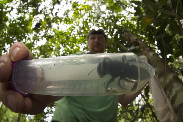 Entomologist Eli Wyman holds a rediscovered Wallace’s giant bee in Indonesia
