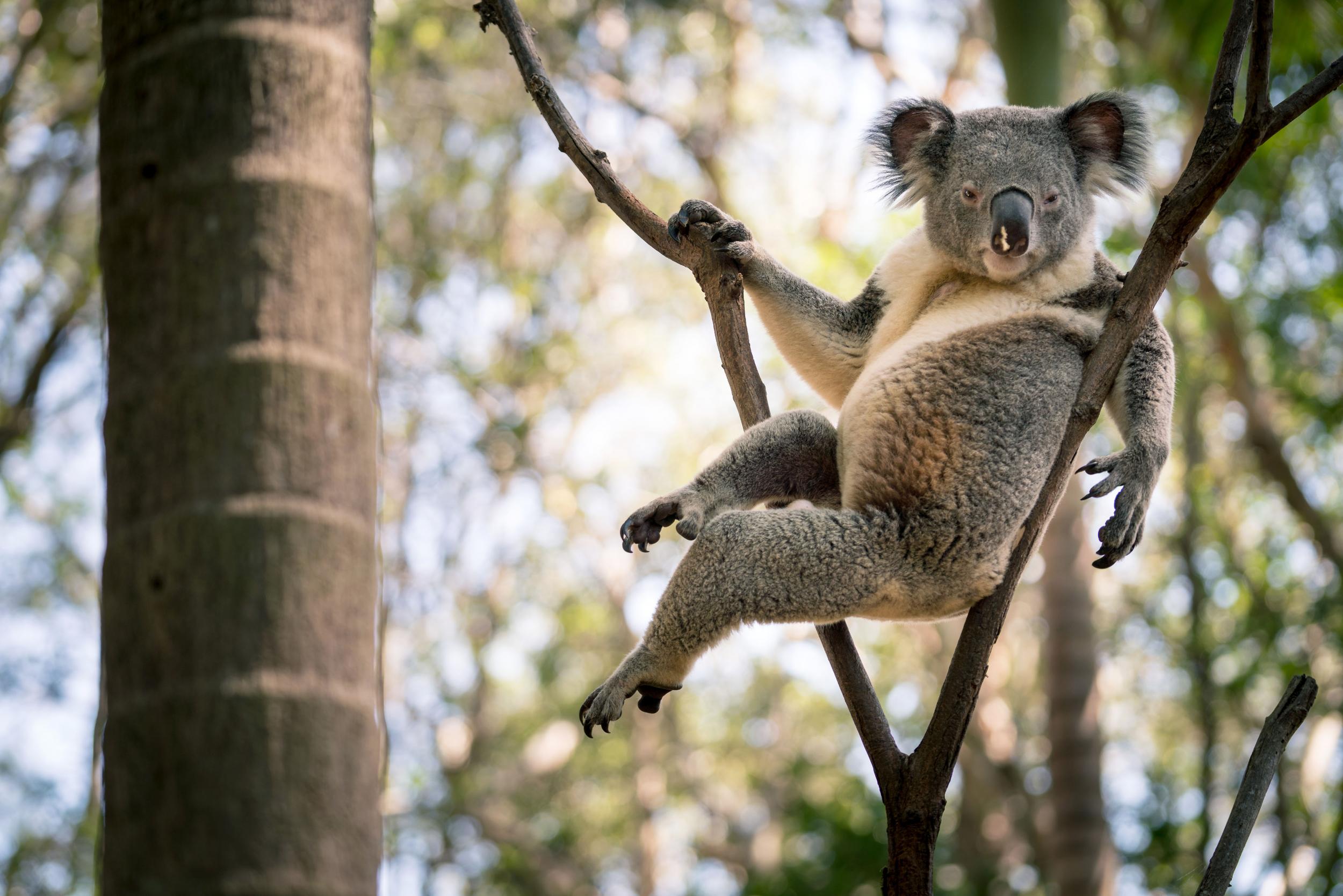 Koala sexual position