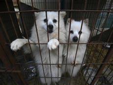 UK should ban eating of dog meat, says MP
