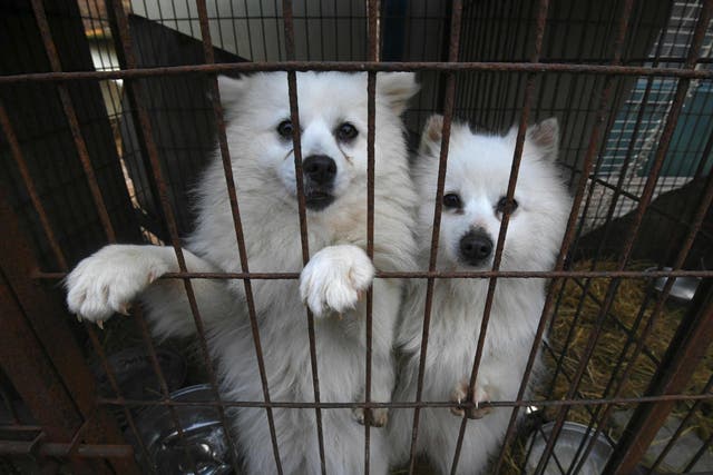 Caged dogs at a farm in Hongseong, South Korea, during a rescue event by Humane Society International (HSI) campaigners on 13 February.
