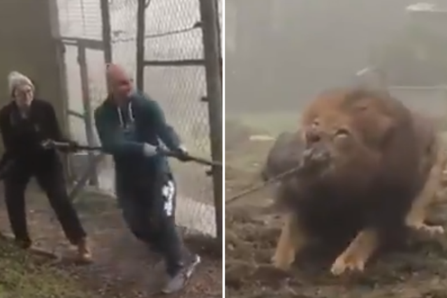 Humans compete against lion in tug-of-war at Dartmoor Zoo