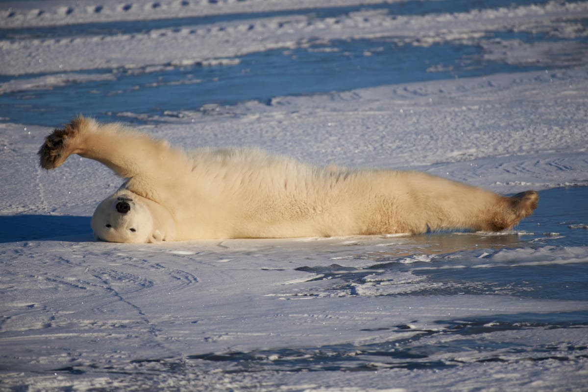 Inside Churchill, Canada's polar bear town