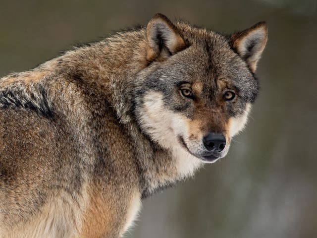 A wolf pictured at a wildlife park in Germany