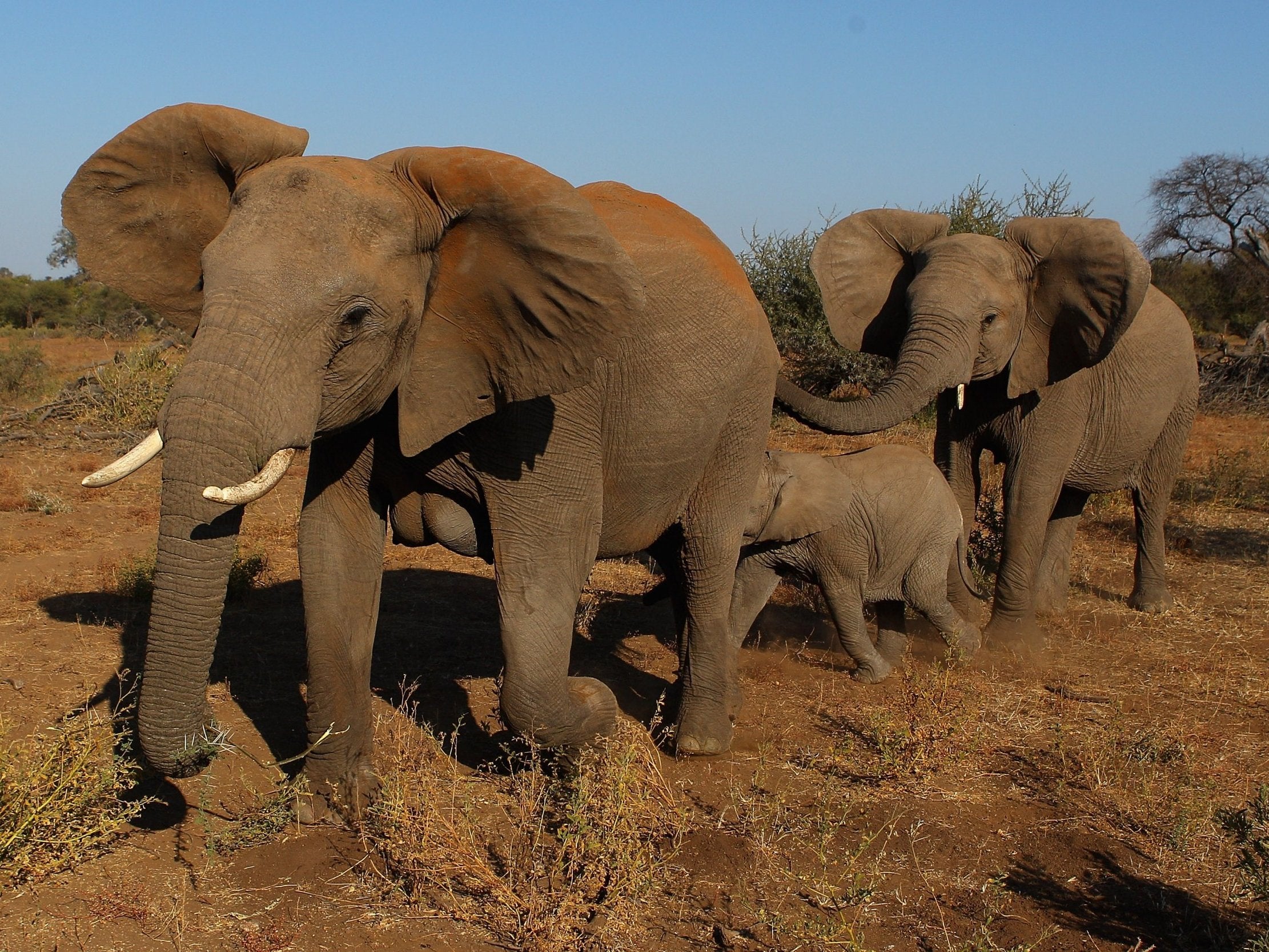 Botswana is home to a third of Africa’s elephants