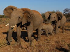 Botswana could lift hunting ban and let tourists shoot elephants