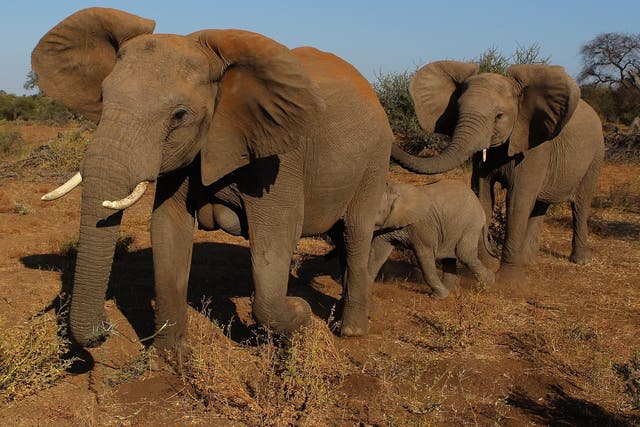 Botswana is home to a third of Africa’s elephants