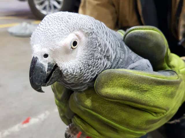 Hugo, an African grey parrot, was found during a routine runway inspection