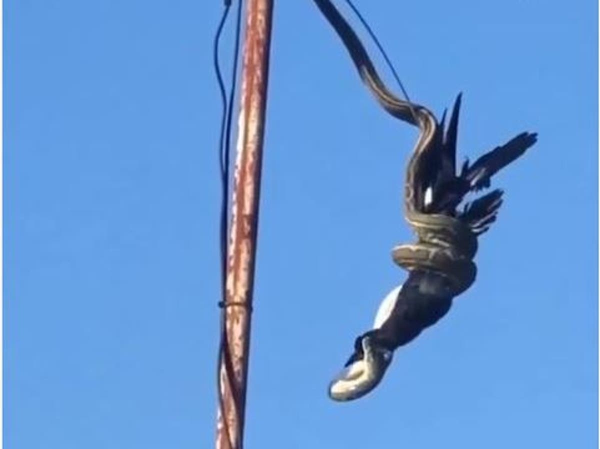 Snake Spotted Eating Bird While Hanging From Telegraph Pole The Independent The Independent