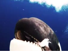 Killer whale swims within inches of scientists before ‘offering fish’