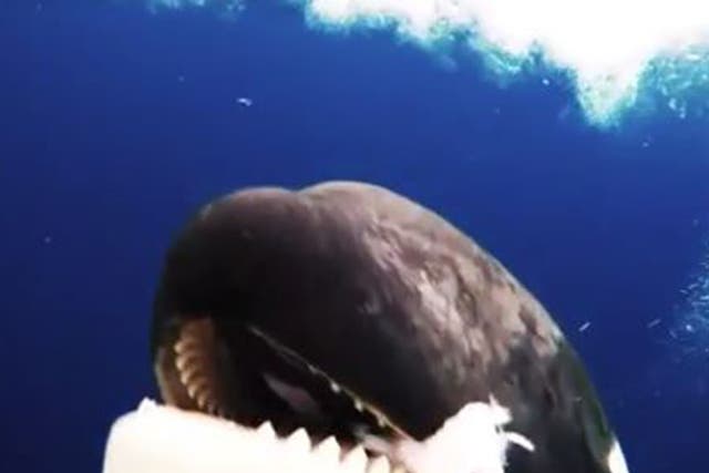 Footage captures killer whale chewing on some toothfish before swimming away