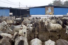 Inside India’s plastic cows