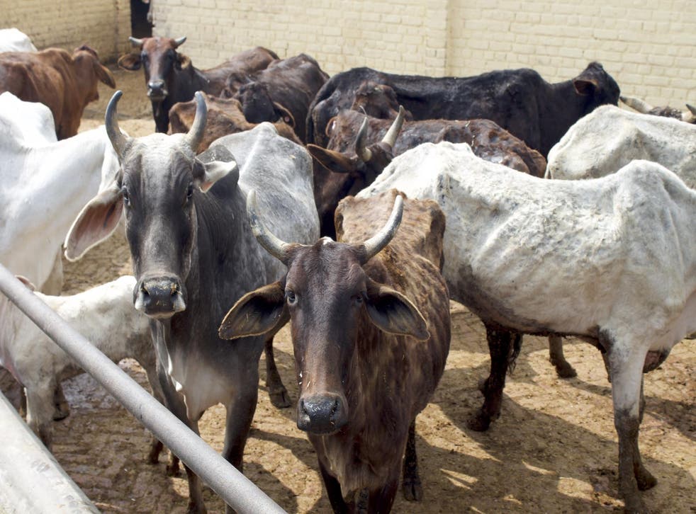 Cows at a shelter outside Delhi. The animals’ welfare can be a provocative issue in India