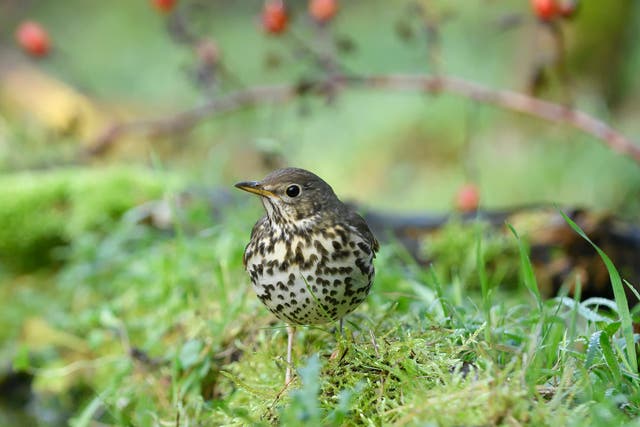 A dearth of earthworms in farmers’ fields may help explain the decline of the song thrush, a new survey suggests