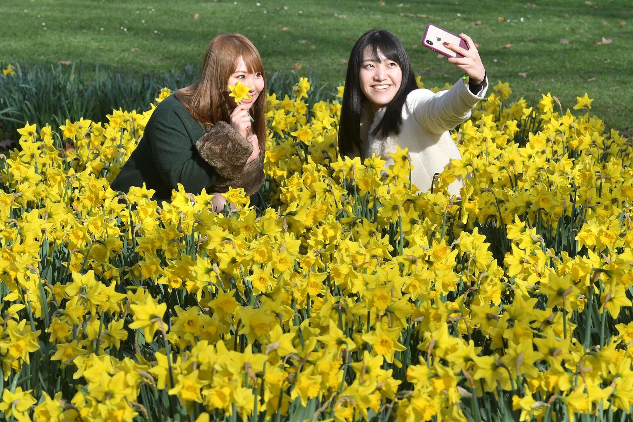 Japanese tourists take photos with daffodils in St James's Park in London on Friday, February 22