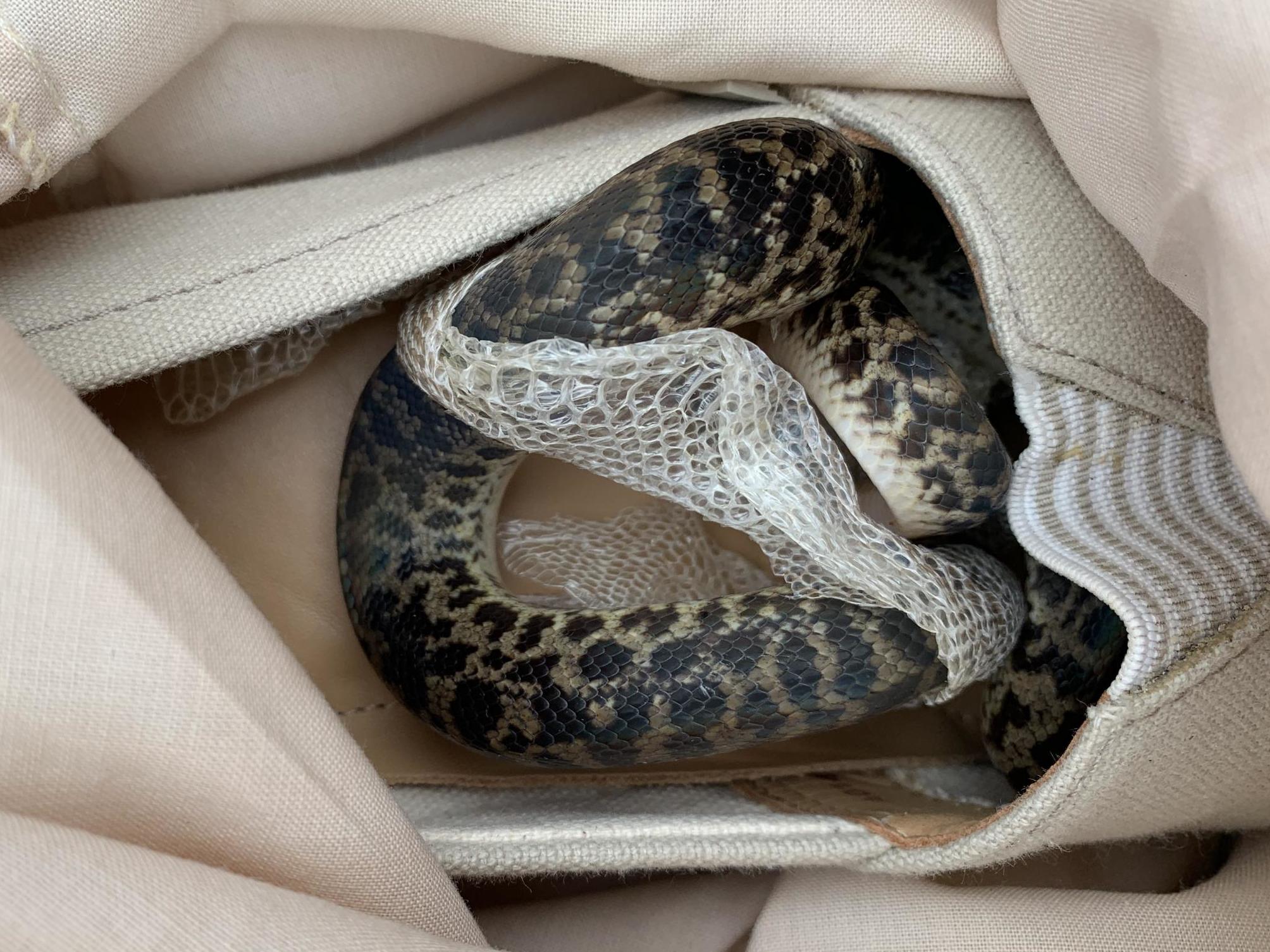 Spotted python inside slip-on