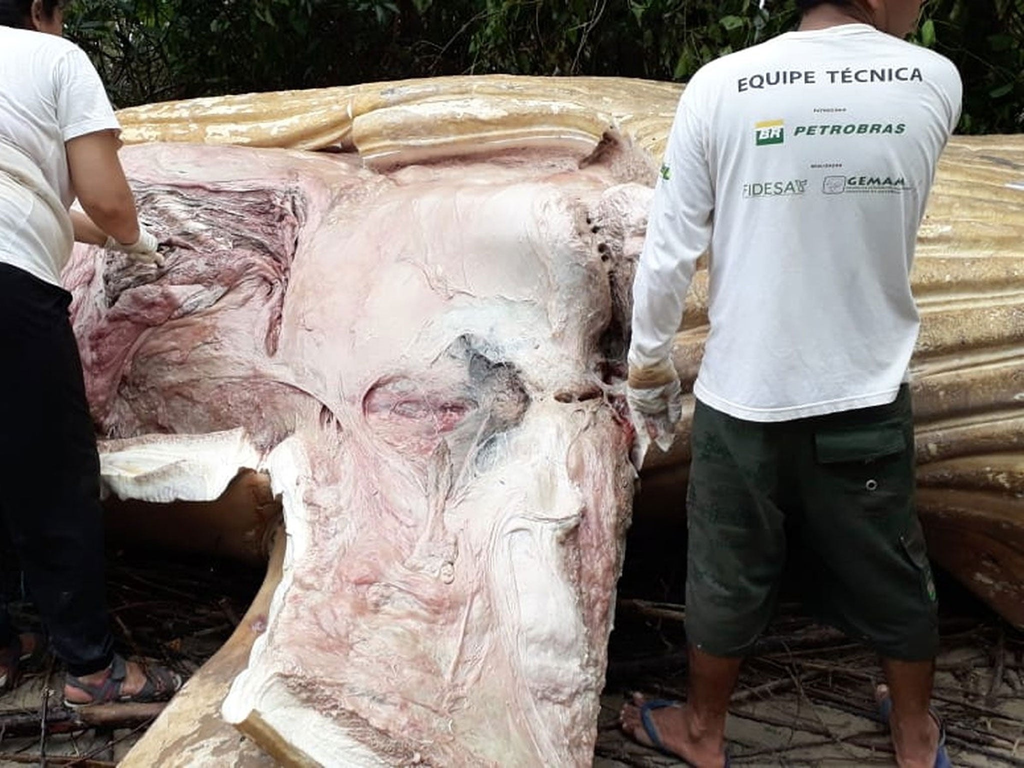 Marine biologists are now taking samples from the enormous creature to find out how it died