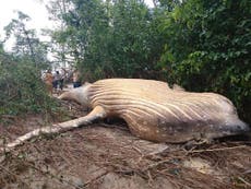 Mystery surrounds humpback whale found dead in depths of Amazon jungle
