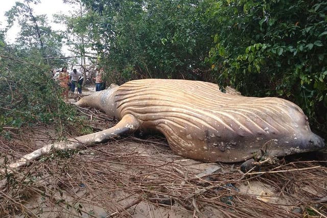 The ten-ton humpback whale was found beached in the middle of the mangrove swamps by the mouth of the Amazon