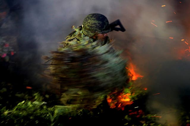 A soldier burns an illegal opium plantation in the southern state of Guerrero