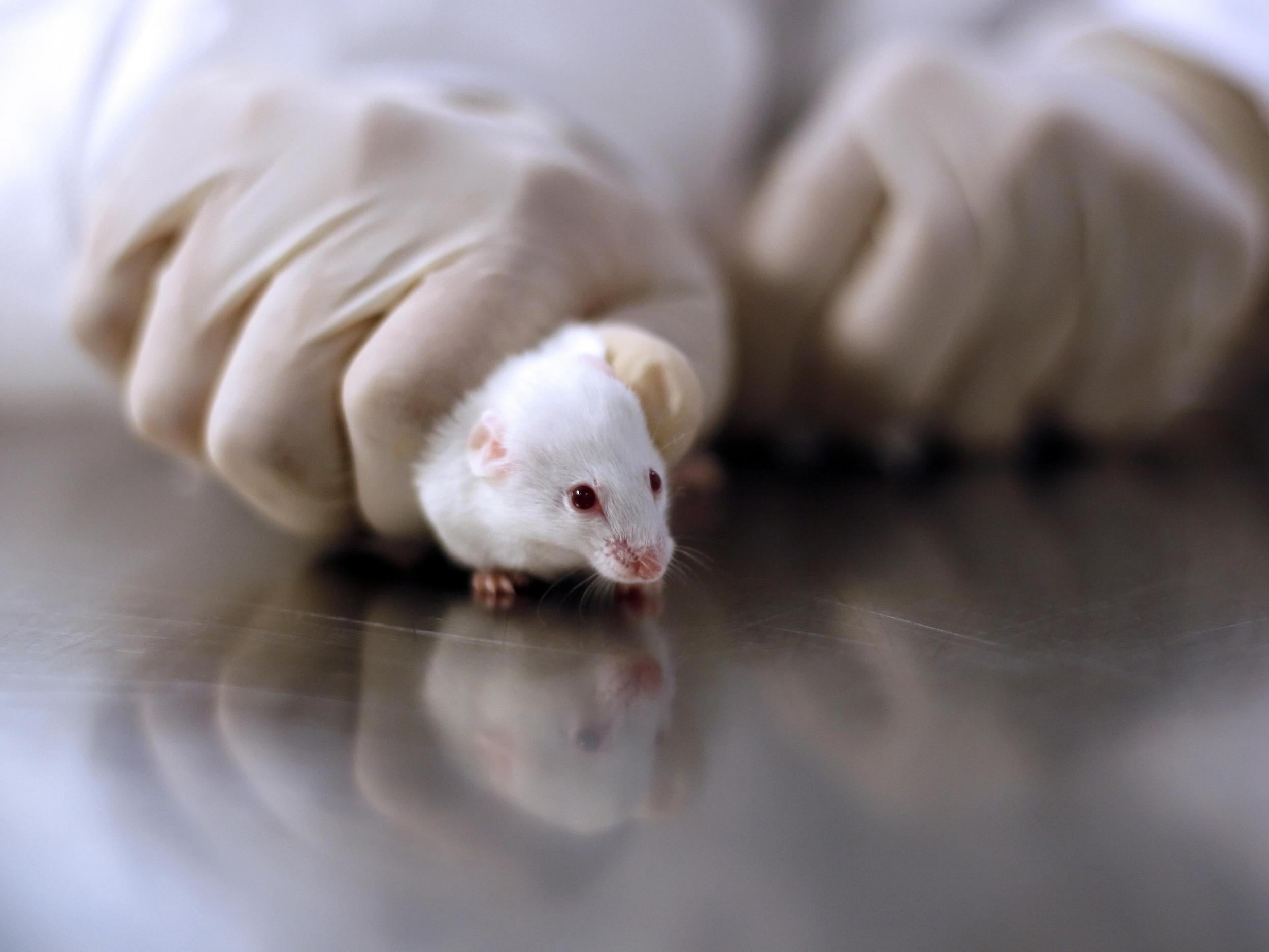 Animal rights groups and chemical companies alike have warned of more animal testing after Brexit