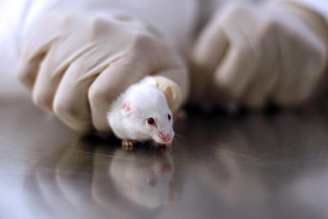 Animal rights groups and chemical companies alike have warned of more animal testing after Brexit