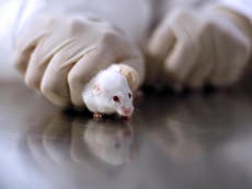 Brexit ‘could trigger surge in animal testing’ as EU rules invalidated