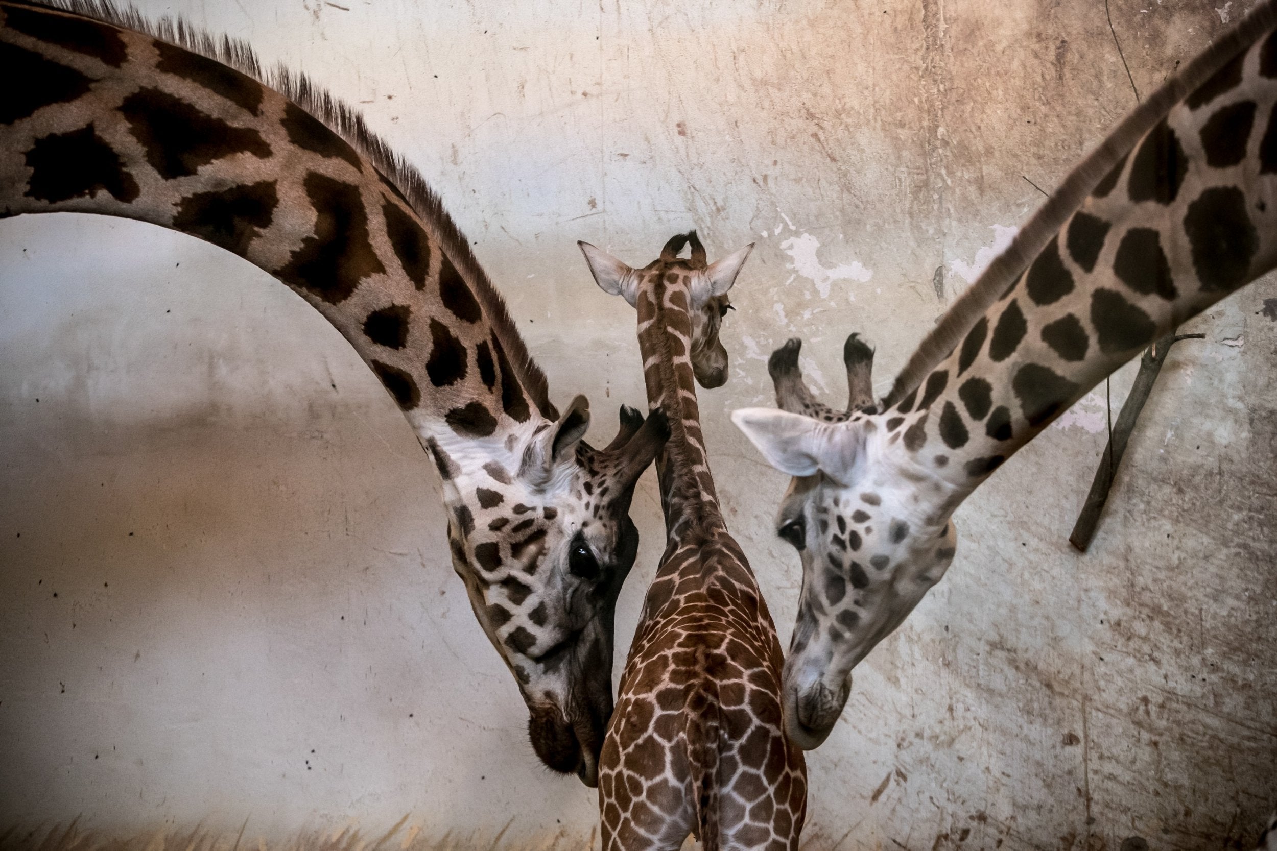 <p>A two-week-old giraffe calf with two adults</p>