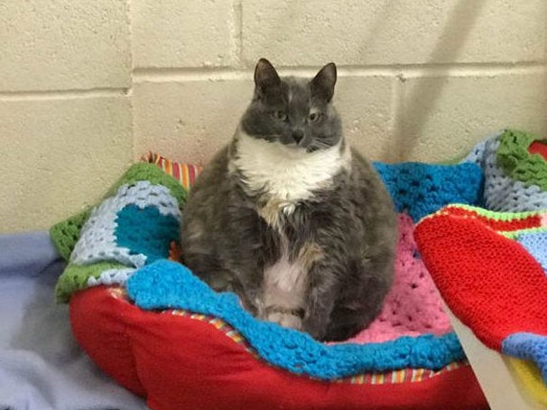 Mitzi, the nine-year-old cat, before her weight loss