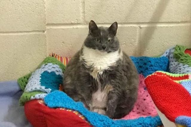 Mitzi, the nine-year-old cat, before her weight loss